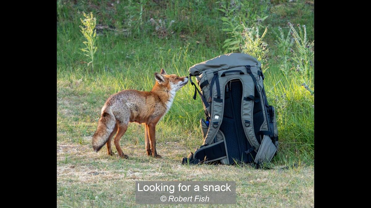 Looking for a snack